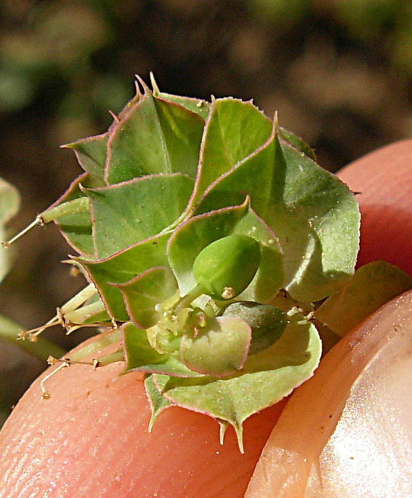 Euphorbia falcata L. subsp. falcata